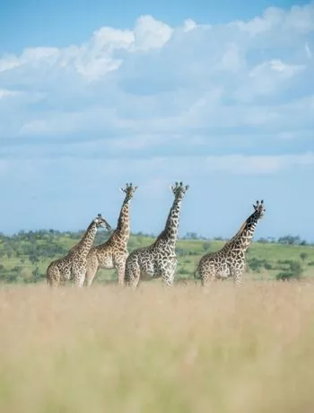 dREAMSCAPE_Website_Experiences_South-Africa-Journey_Card-Background
